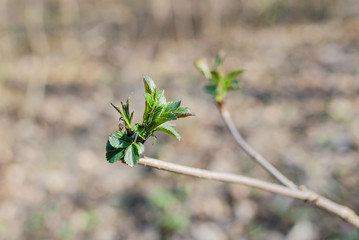 Young green leaves and buds on a tree branch, spring in the forest