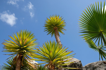Fototapeta na wymiar Succulent yucca plants in the desert.