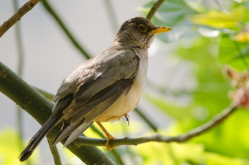 Magellan thrush Turdus falcklandii magellanicus on a branch.