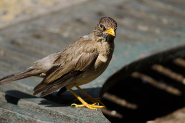 Magellan thrush Turdus falcklandii magellanicus on the floor.