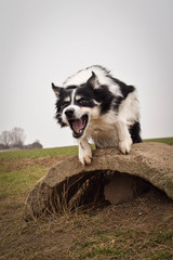 Adult border collie is cathing clay on the field. He is waiting for it on trunk.