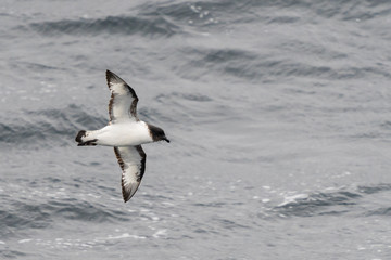 Cape Petrel flying in the Southern Ocean