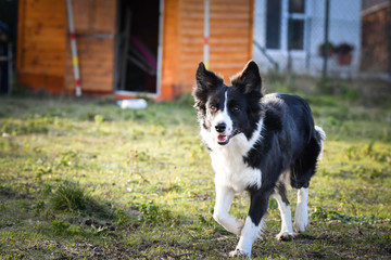 Portrait of black and white border collie in agility park. She is looking on her big sister.