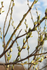branch of a tree in spring