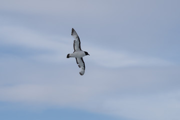 Cape Petrel flying in the Southern Ocean