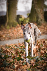 Jung female of whippet is running with ball to us. She is so active dog, she loves ball and plying outside.