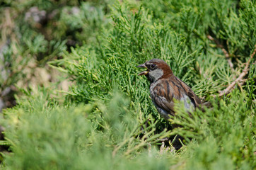 House sparrow in the Arm Square of Santiago de Chile.