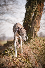 Female of whippet is going on wall. She has an order and she waiting for tidbit.