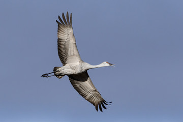 Migrating Greater Sandhill Cranes in Monte Vista, Colorado