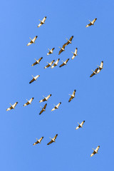 Migrating Greater Sandhill Cranes in Monte Vista, Colorado