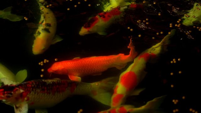 Koi fish or Amur carp fish slow motion swimming in pond. It more specifically nishikigoi and colored varieties of carp in outdoor pond or garden and waterfall. It golden red orange and yellow of body 