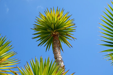 Obraz premium A yucca plant on a blue sky background.