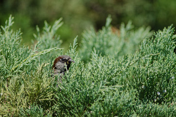 House sparrow in the Arm Square of Santiago de Chile.