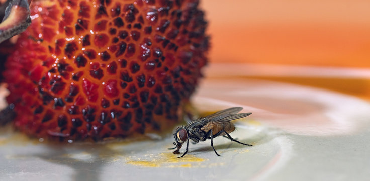 Fly feeding on strawberry tree juice