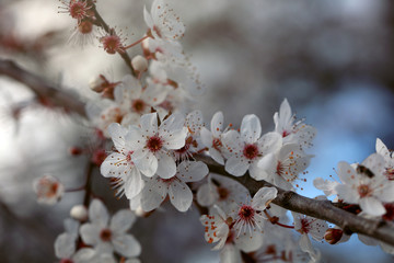 Blutpflaume Prunus cerasifera Nigra