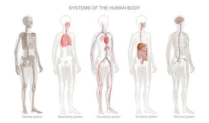 Vector Illustration of Human Body Systems Circulatory, Skeletal, Nervous, Digestive, Integumentary, Exocrine, Respiratory systems.