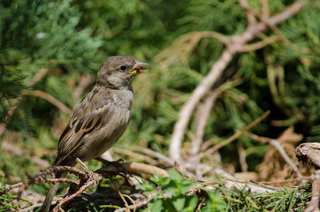 House sparrow in the Arm Square of Santiago de Chile.