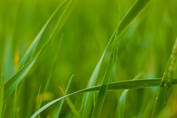 Fototapeta na wymiar Bright green grass