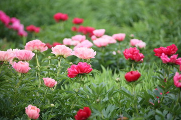 pink flowers in garden