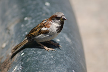 Obraz na płótnie Canvas House sparrow in the Arm Square of Santiago de Chile.