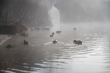 Many ducks swimming across mist covered lake.