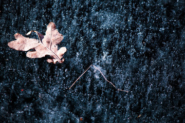 Leaf Blue Cracked Ice Winter