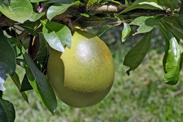 Calabash tree, cabeceira in Portuguese, with unripe fruits