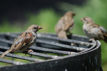 House sparrow in the Arm Square of Santiago de Chile.