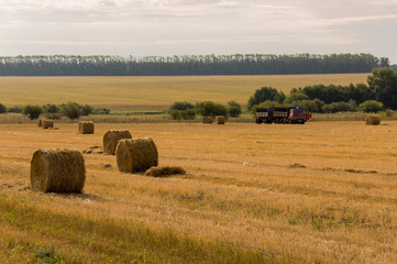 Obraz premium Hayfield. There are many stacks around. Meadow in the early autumn. Dry plants around. Gold colors. Green forest far away. Dark heaven with white clouds above