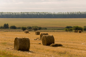 Hayfield. There are many stacks around. Meadow in the early autumn. Dry plants around. Gold colors. Green forest far away. Dark heaven with white clouds above