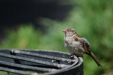 House sparrow in the Arm Square of Santiago de Chile.