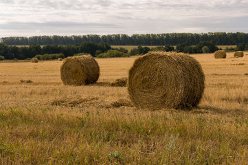 Hayfield. There are many stacks around. Meadow in the early autumn. Dry plants around. Gold colors. Green forest far away. Dark heaven with white clouds above