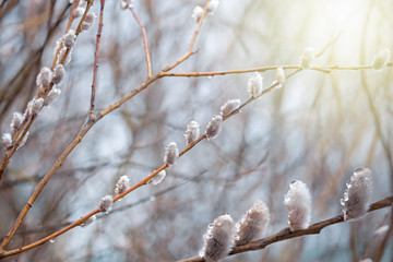  Springtime nature background. Fluffy willow buds on the branches in the spring sunny day