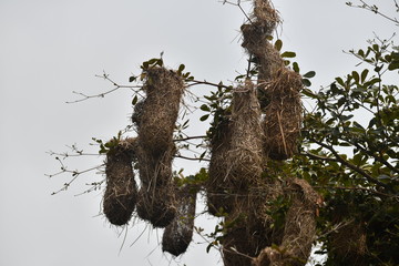 hanging bird nests on a tree and black and yellow hairstyles in the wild in the Amazon