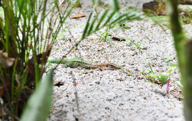 brown-green lizard in the wild