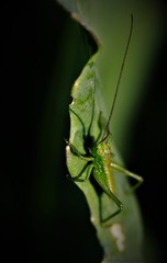 Grashüpfer