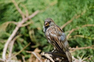 House sparrow in the Arm Square of Santiago de Chile.
