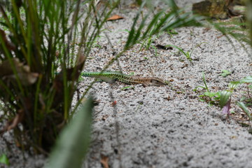 brown-green lizard in the wild