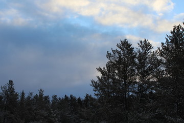 trees and blue sky
