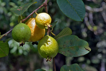 Closeup of guava tree with ripe fruits
