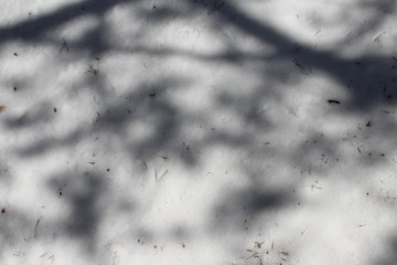 shadow of trees in the snow