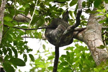 sloth sleeping on top of a tree in natural conditions in amazonia