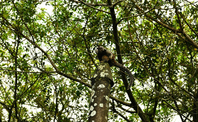 Fototapeta premium little marmoset monkeys in vivo in a nature park in brazil
