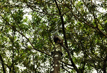 little marmoset monkeys in vivo in a nature park in brazil