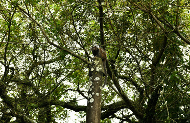 little marmoset monkeys in vivo in a nature park in brazil