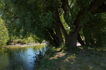 Big trees at the shore of Twizel River in Twizel on South Island of New Zealand
