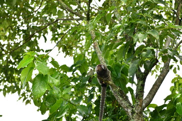 little marmoset monkeys in vivo in a nature park in brazil