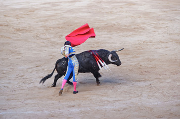 Bull attacking a toreador