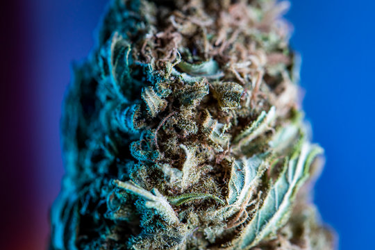 Cannabis close up macro photo, legal marijuana dry medical plant