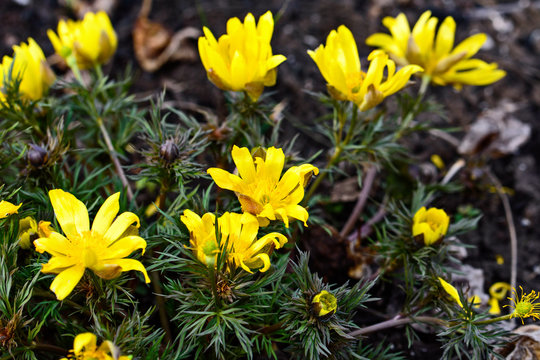 Beautiful pictures of spring flowers. The first spring flowers. Early flowers. Adonis Vernalis.